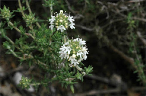 Thymus baeticus